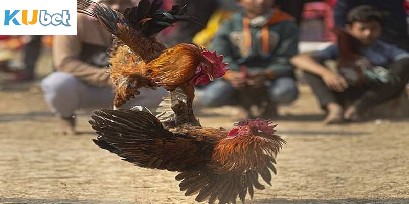 Kinh nghiệm hiệu quả nên áp dụng khi tham gia chọi kê